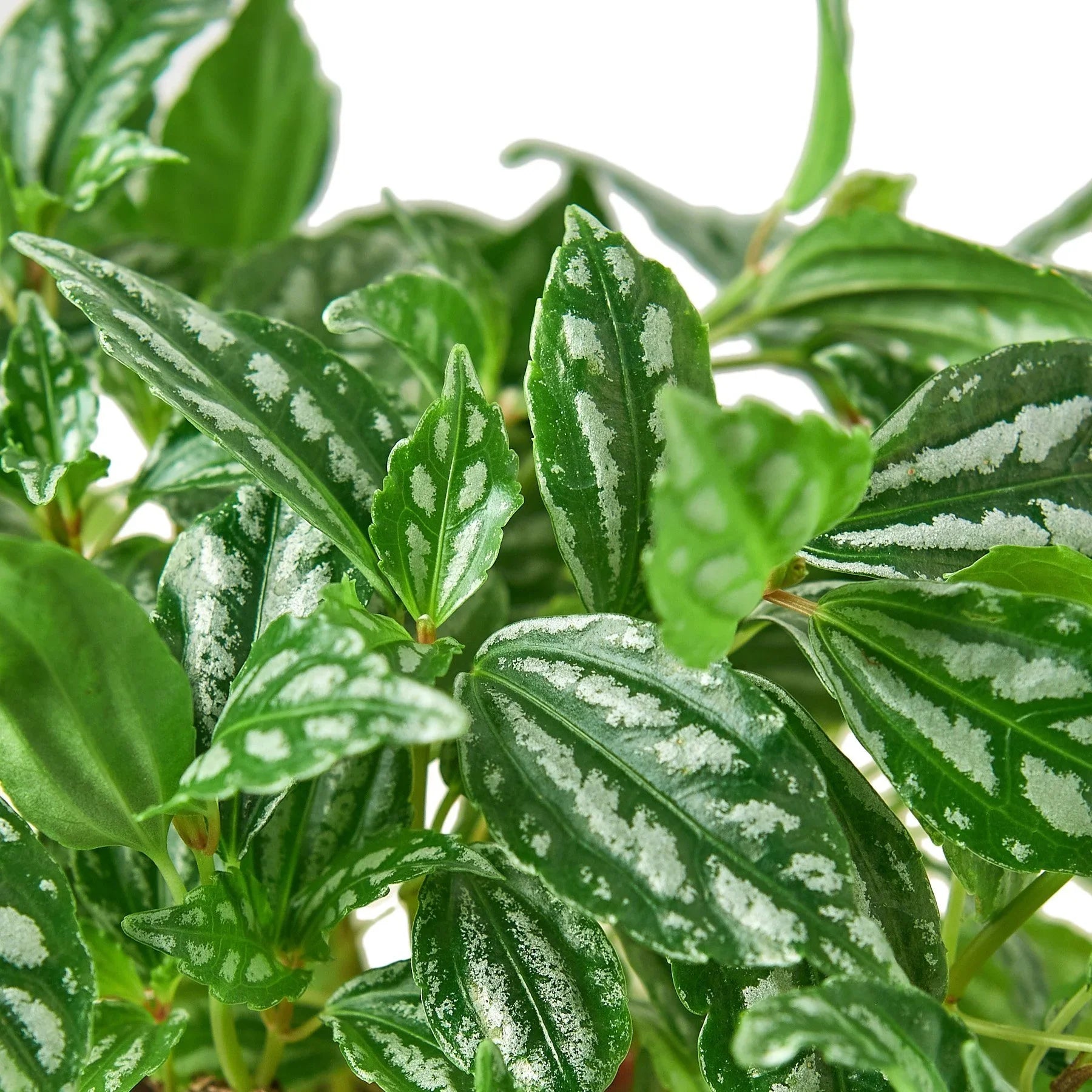 Pilea 'Aluminum' – view 4