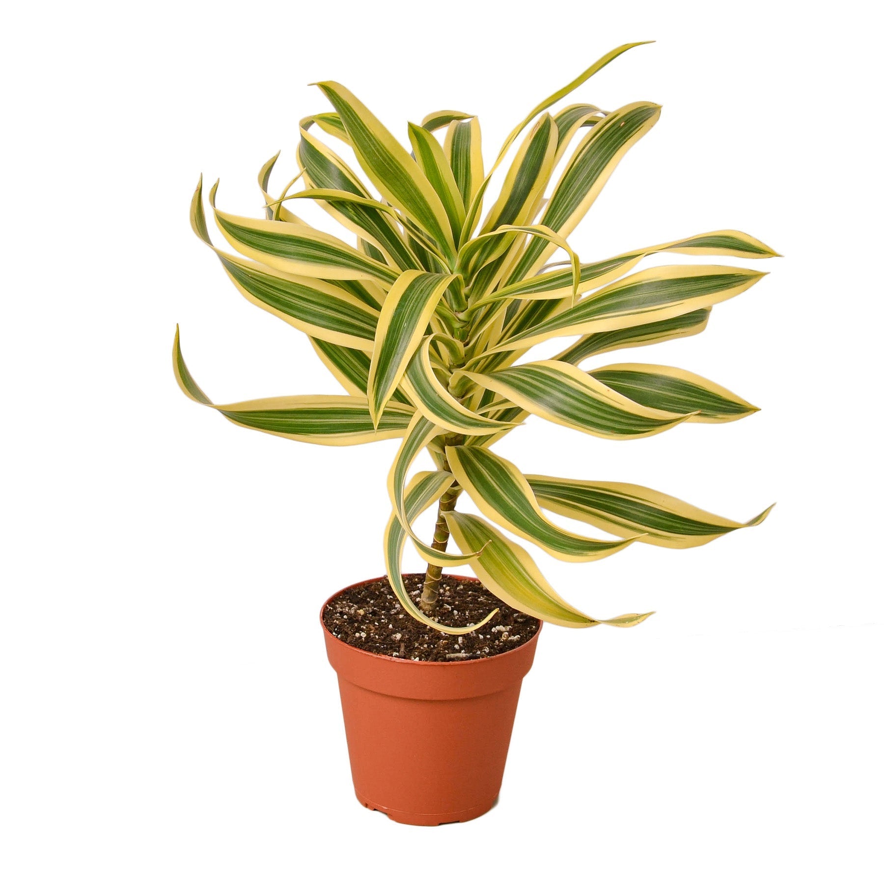 Dracaena 'Song of India' Live Plant – 4" Nursery Pot