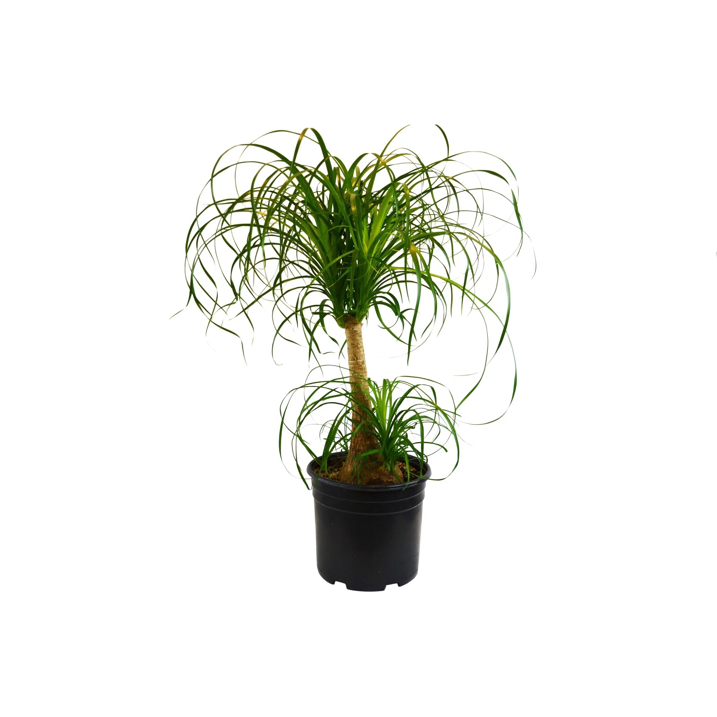 Palm Ponytail – view 4