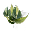Philodendron 'Silver Stripe'
