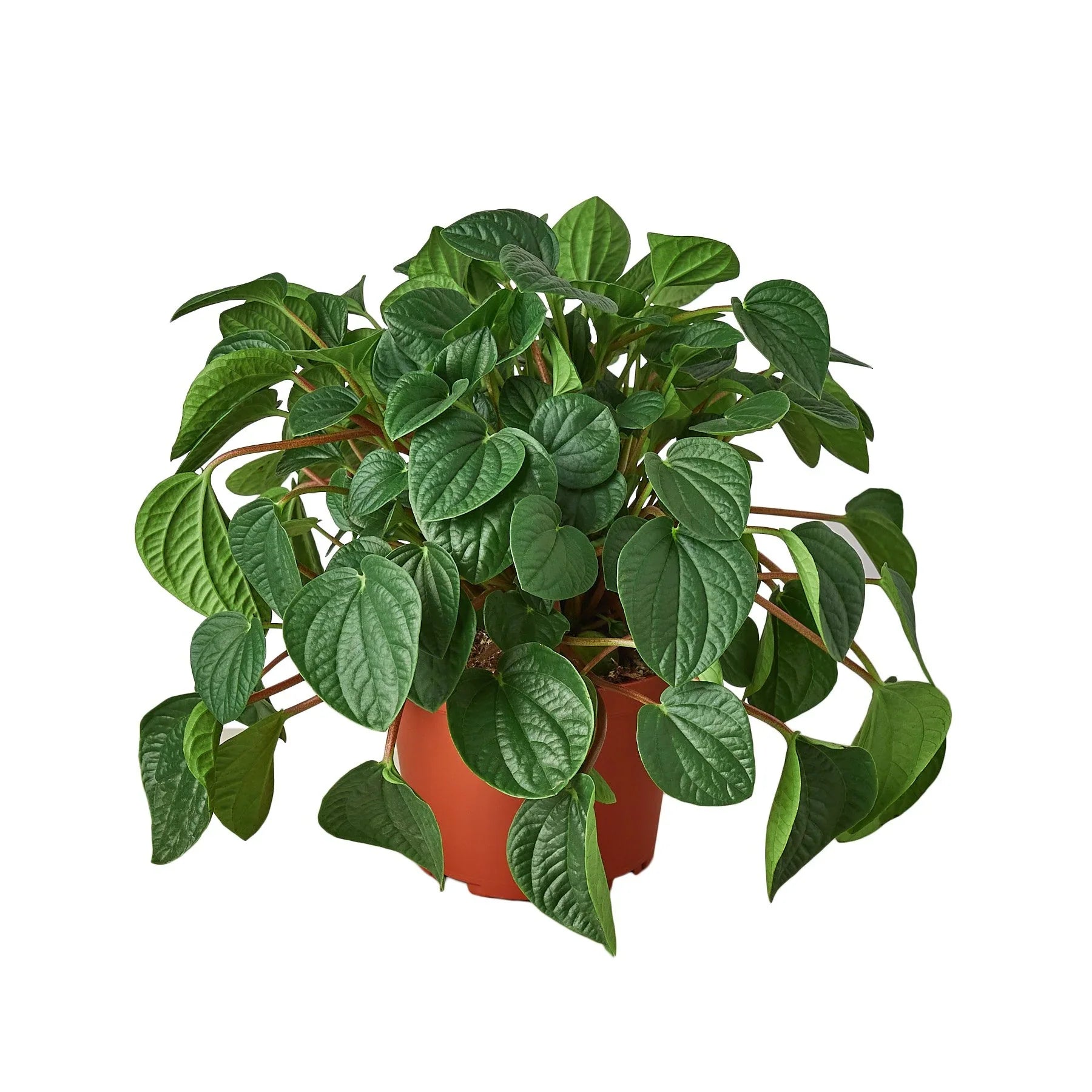 Peperomia 'Rana Verde' – view 4
