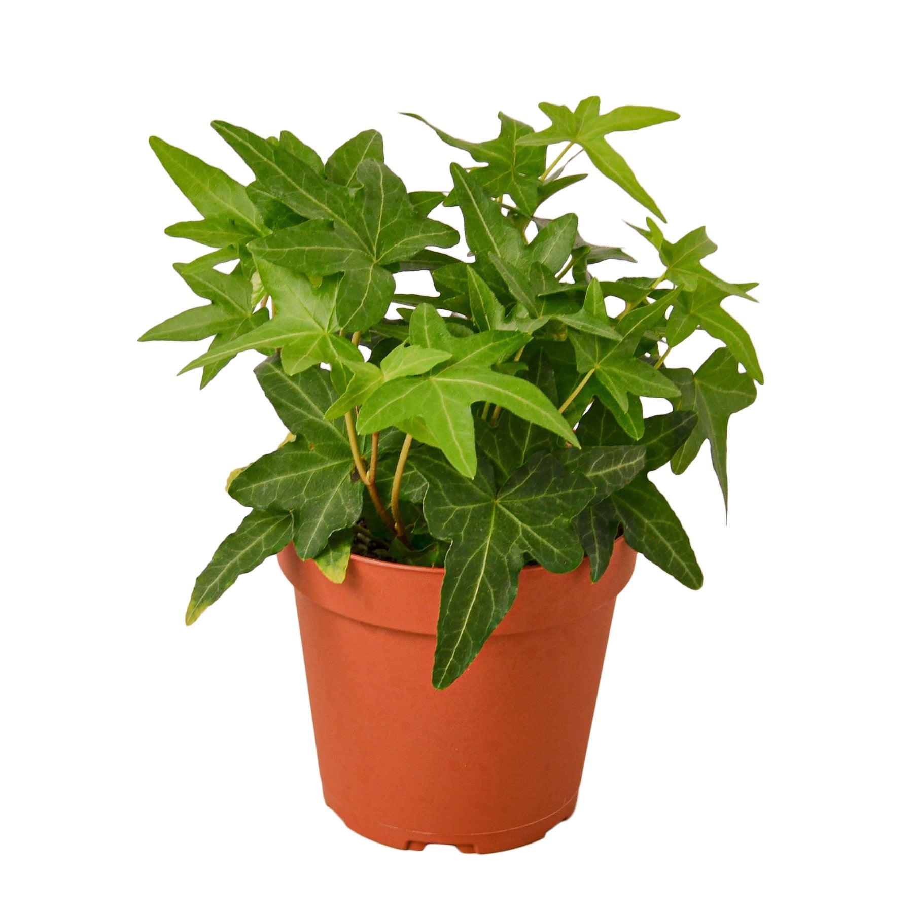English Ivy Green California Live Plant – 4" Nursery Pot