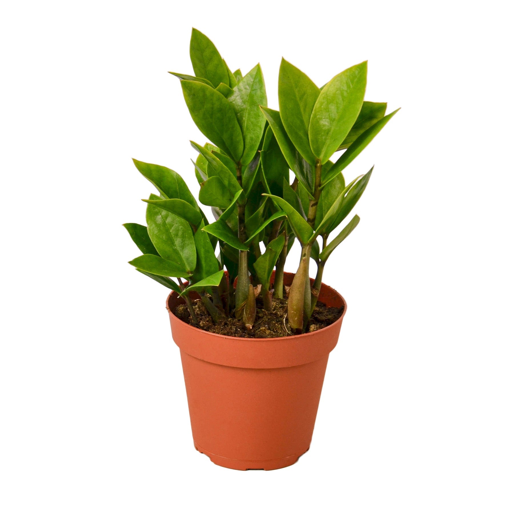 Zamioculcas Zamiifolia ZZ – view 2