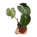 Philodendron Gloriosum