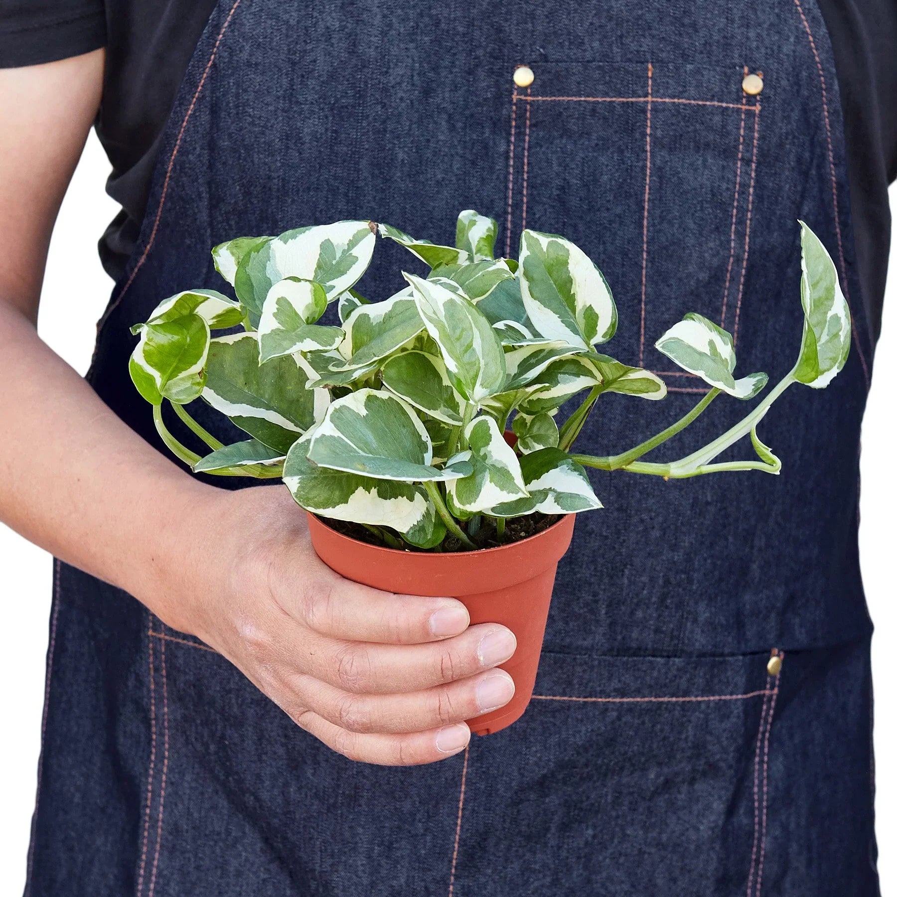 Pothos 'N'joy' – view 3