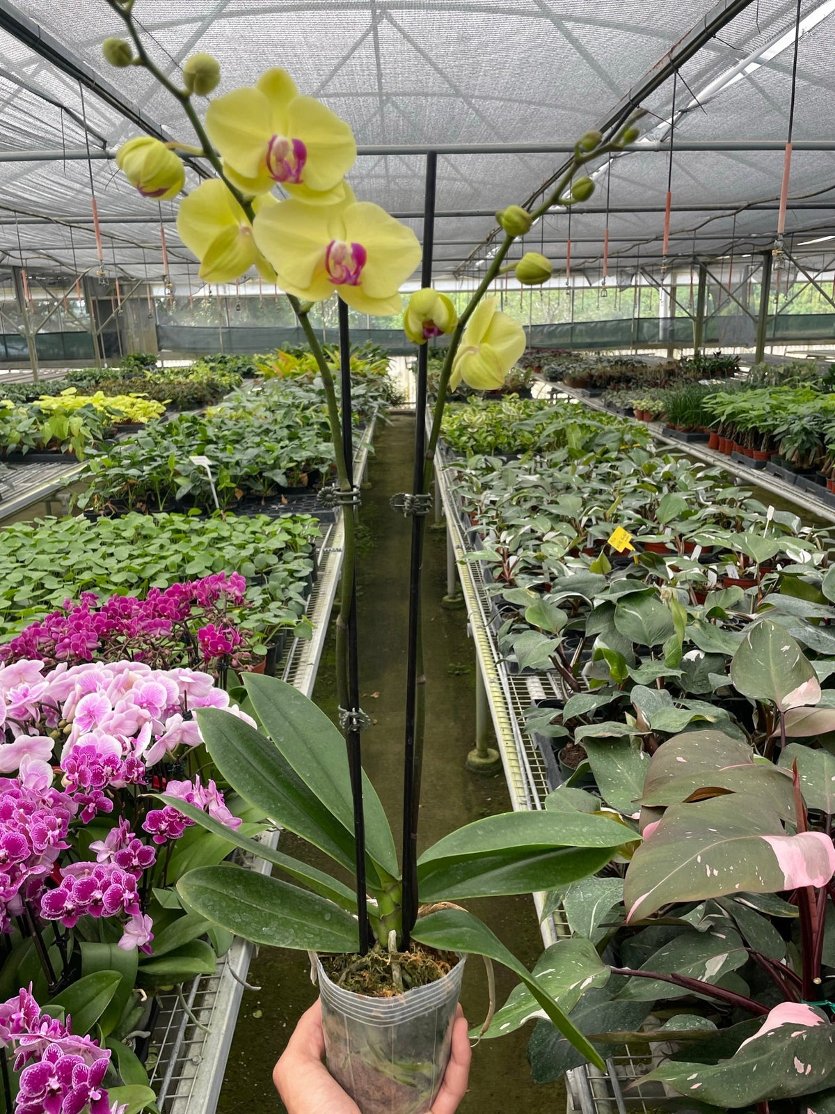 Orchid 'Yellow Phalaenopsis' – view 4