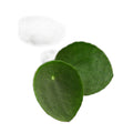 Pilea Peperomioides 'Chinese Money'