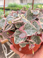String of Hearts Variegated – view 3