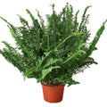 Jester's Crown Fern Live Plant – 6" Nursery Pot
