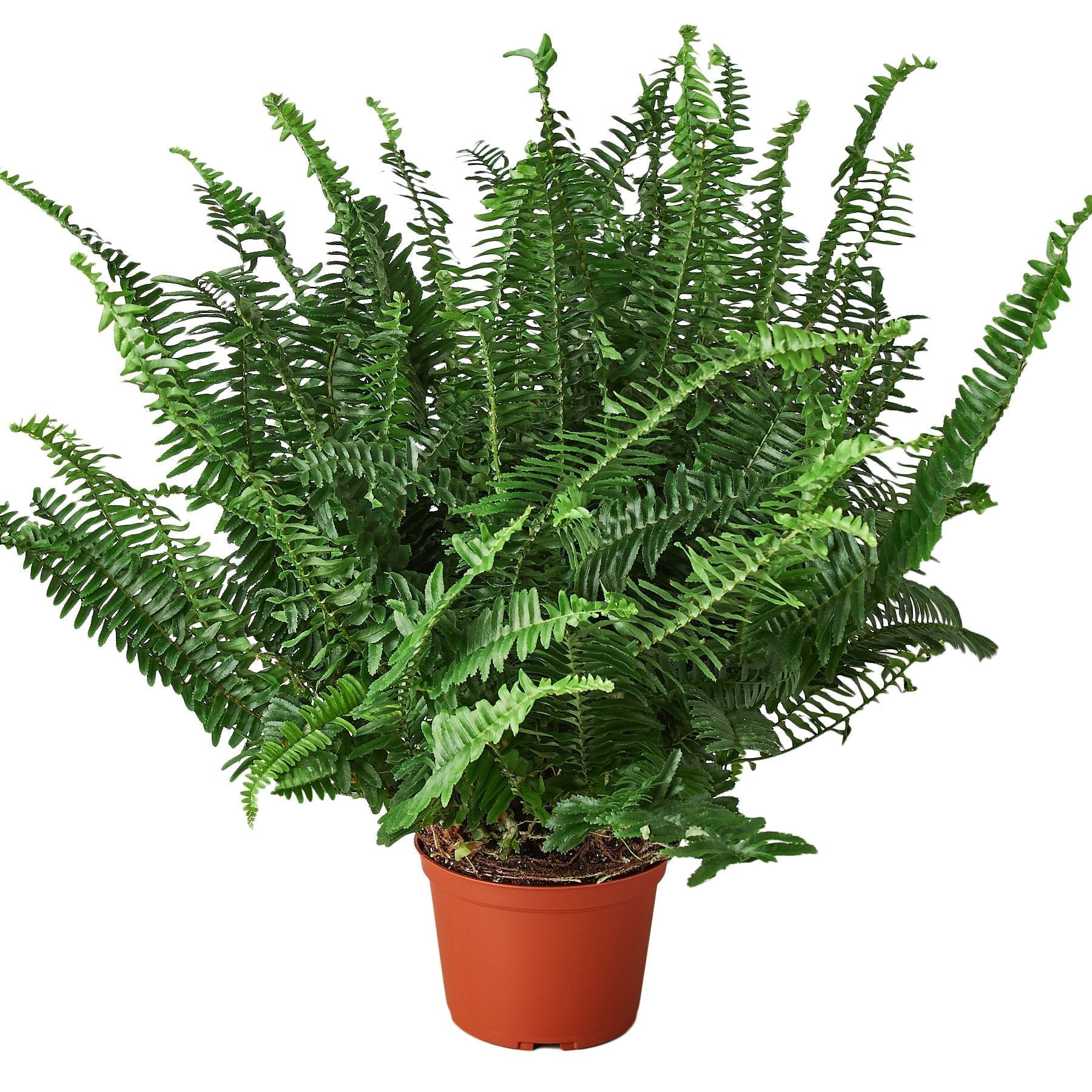 Jester's Crown Fern Live Plant – 6" Nursery Pot