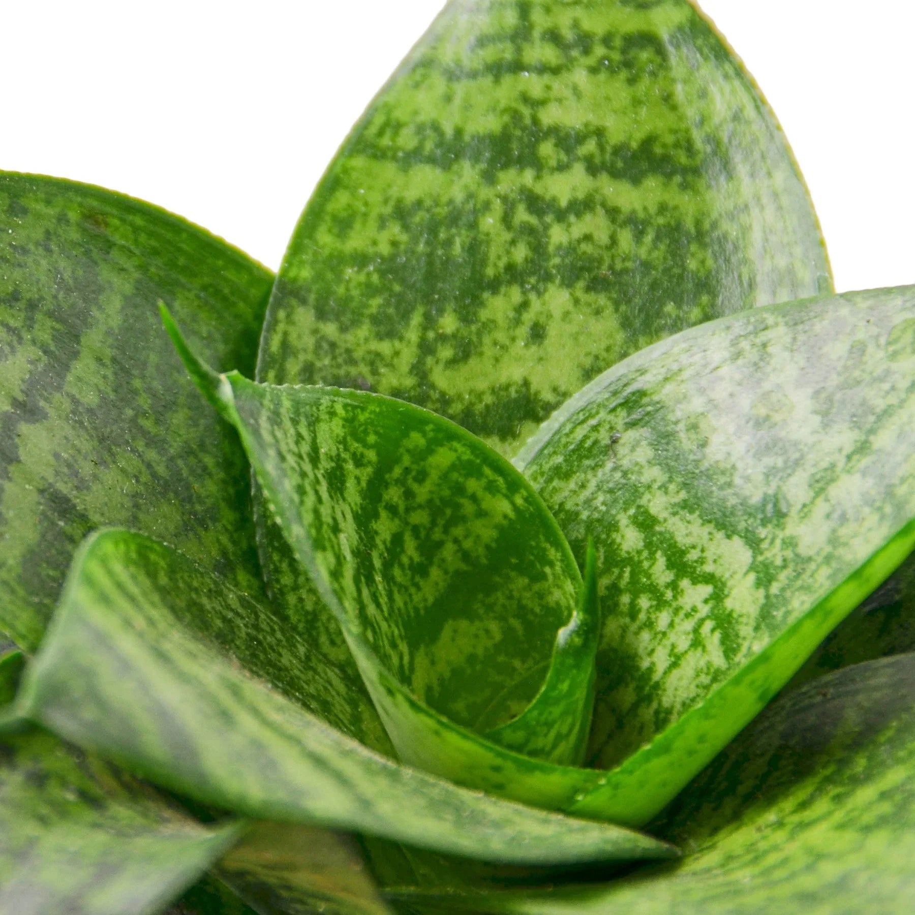 Snake Plant Black Robusta – view 2