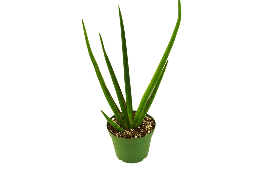 Snake Plant Cylindrica – view 10