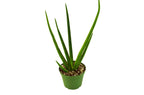 Snake Plant Cylindrica – view 10