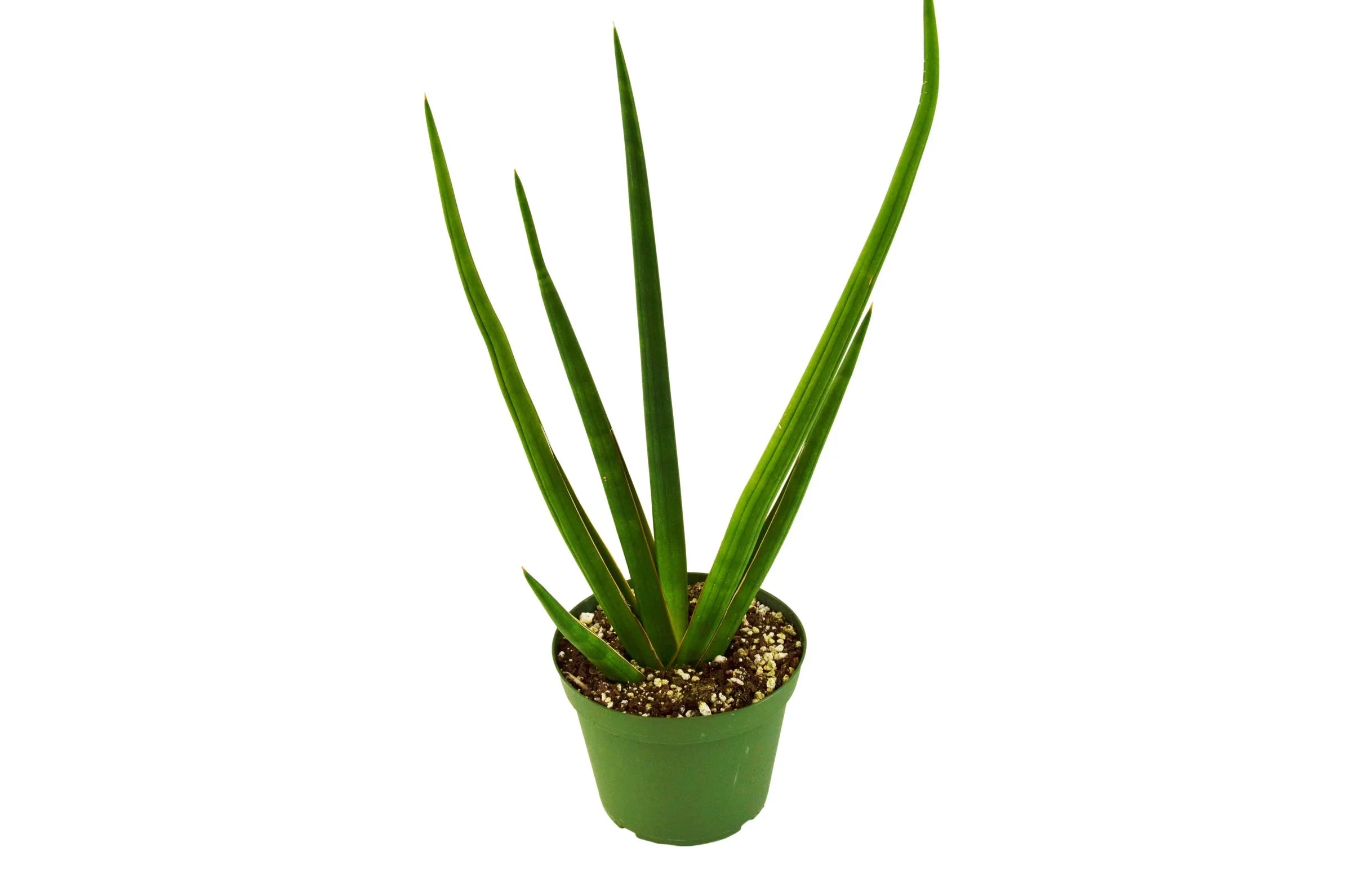Snake Plant Cylindrica – view 10