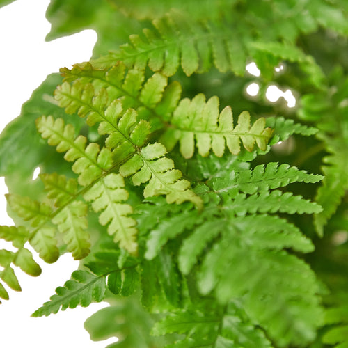 'Autumn' Fern – view 2