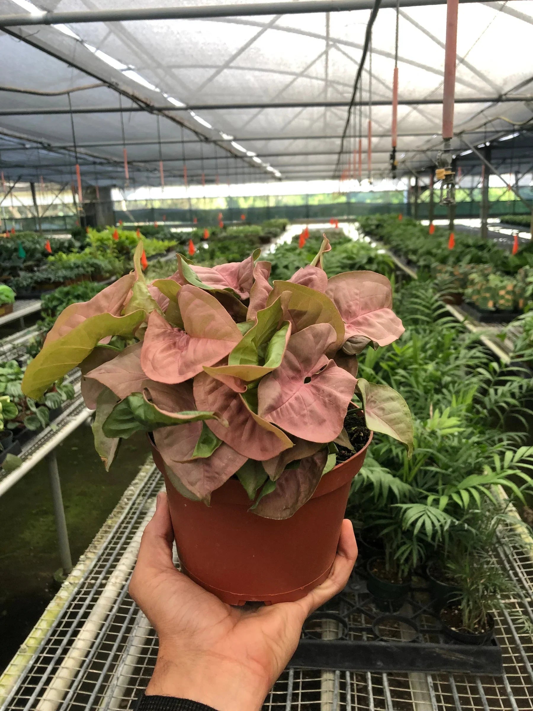 Syngonium Strawberry – view 5