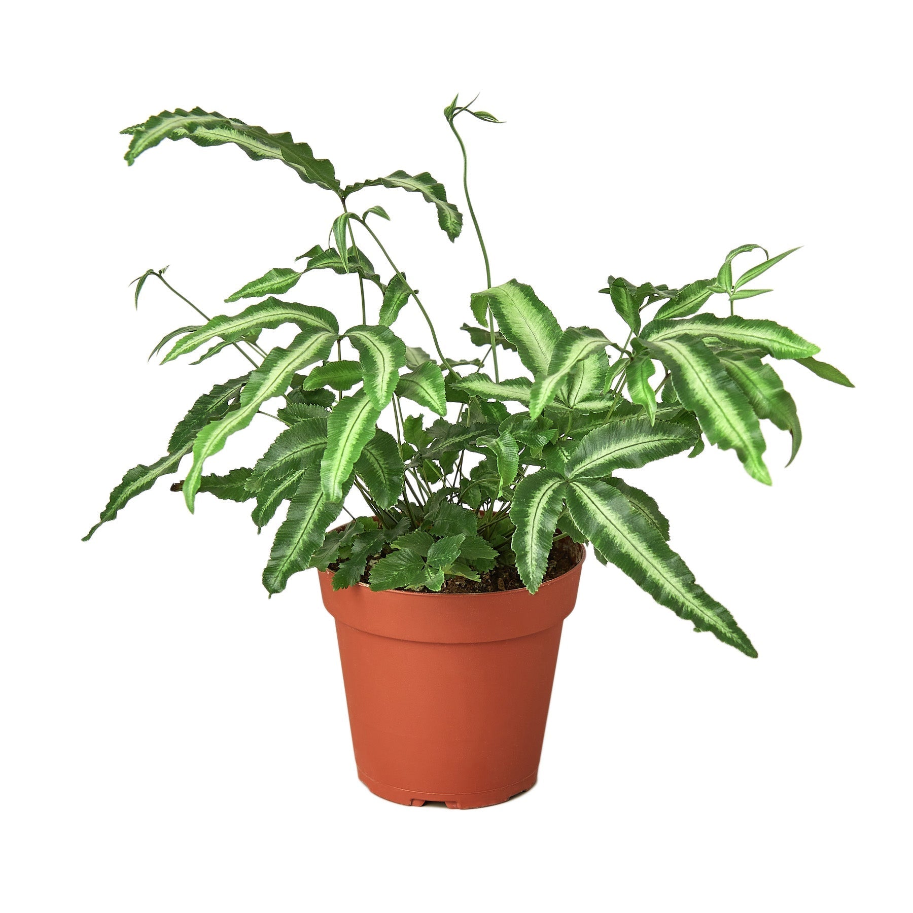Pteris Cretica 'Albo Fern' Live Plant – 4" Nursery Pot