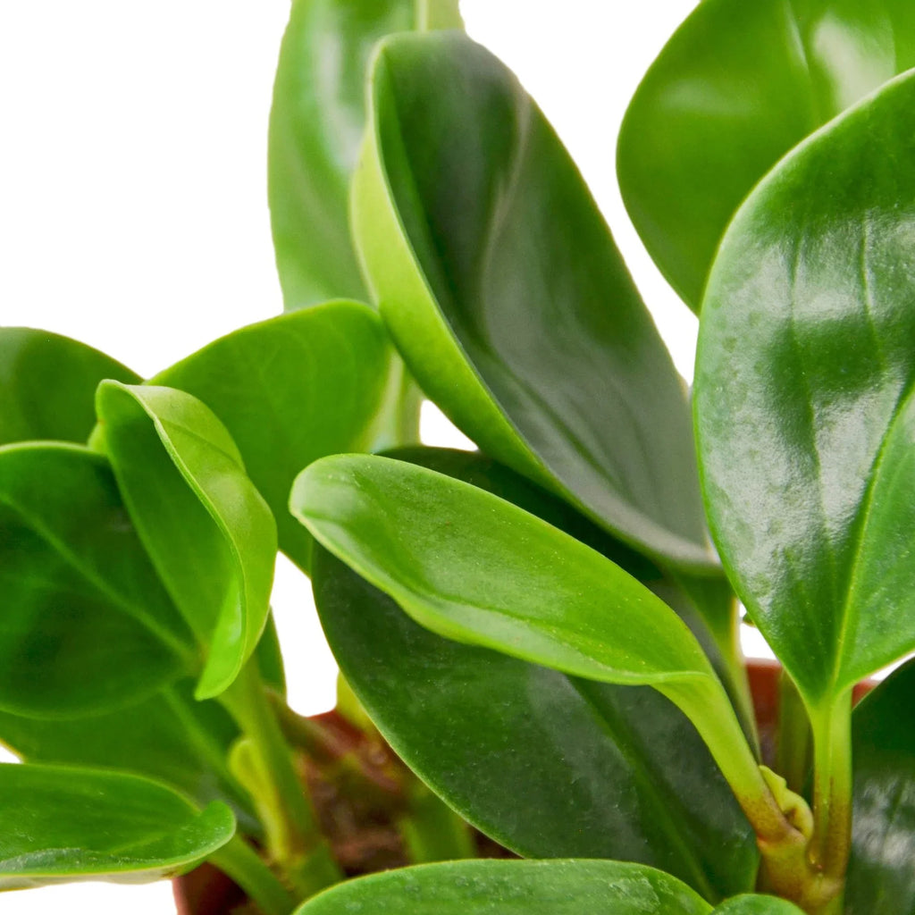 Peperomia Thailand – view 2