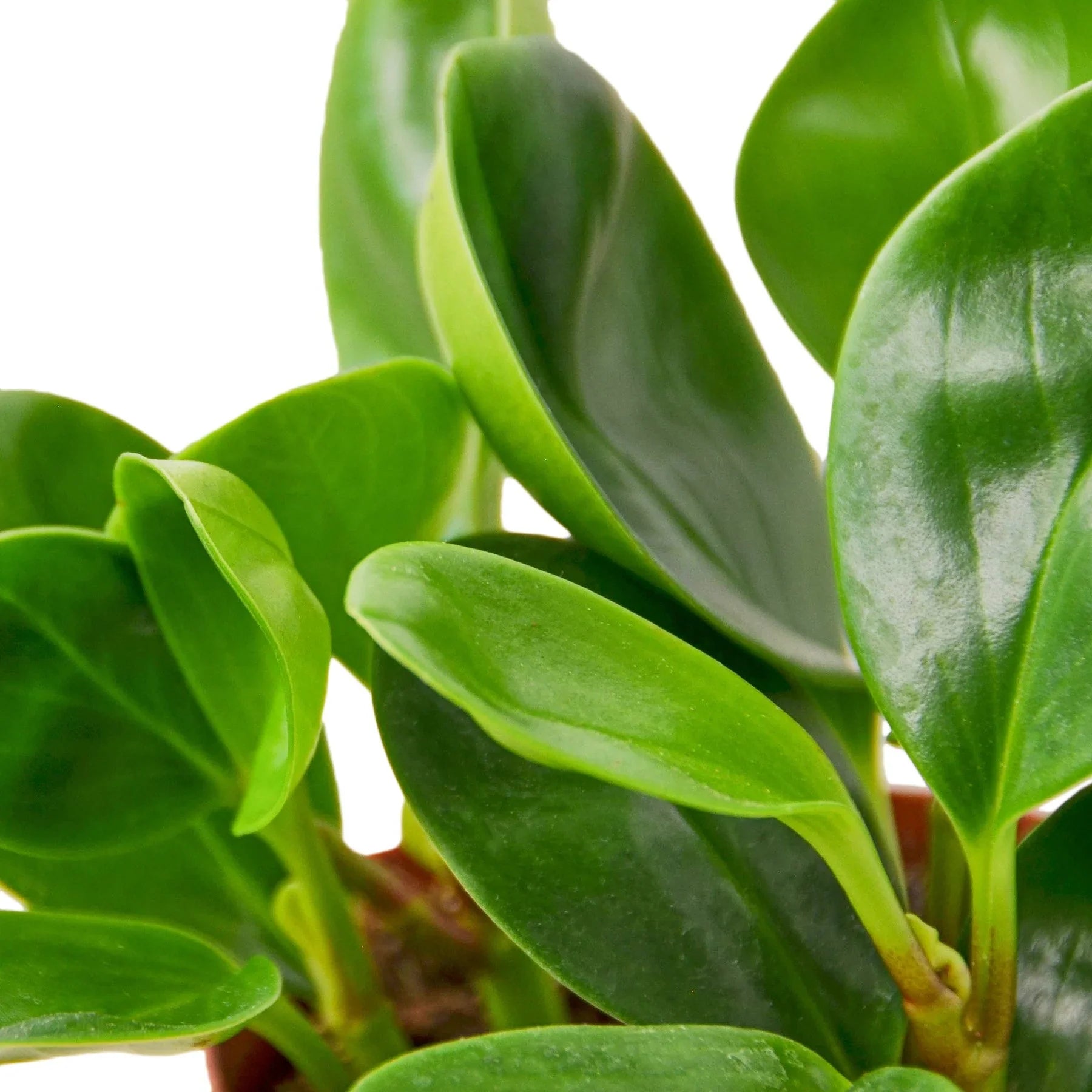 Peperomia Thailand – view 2