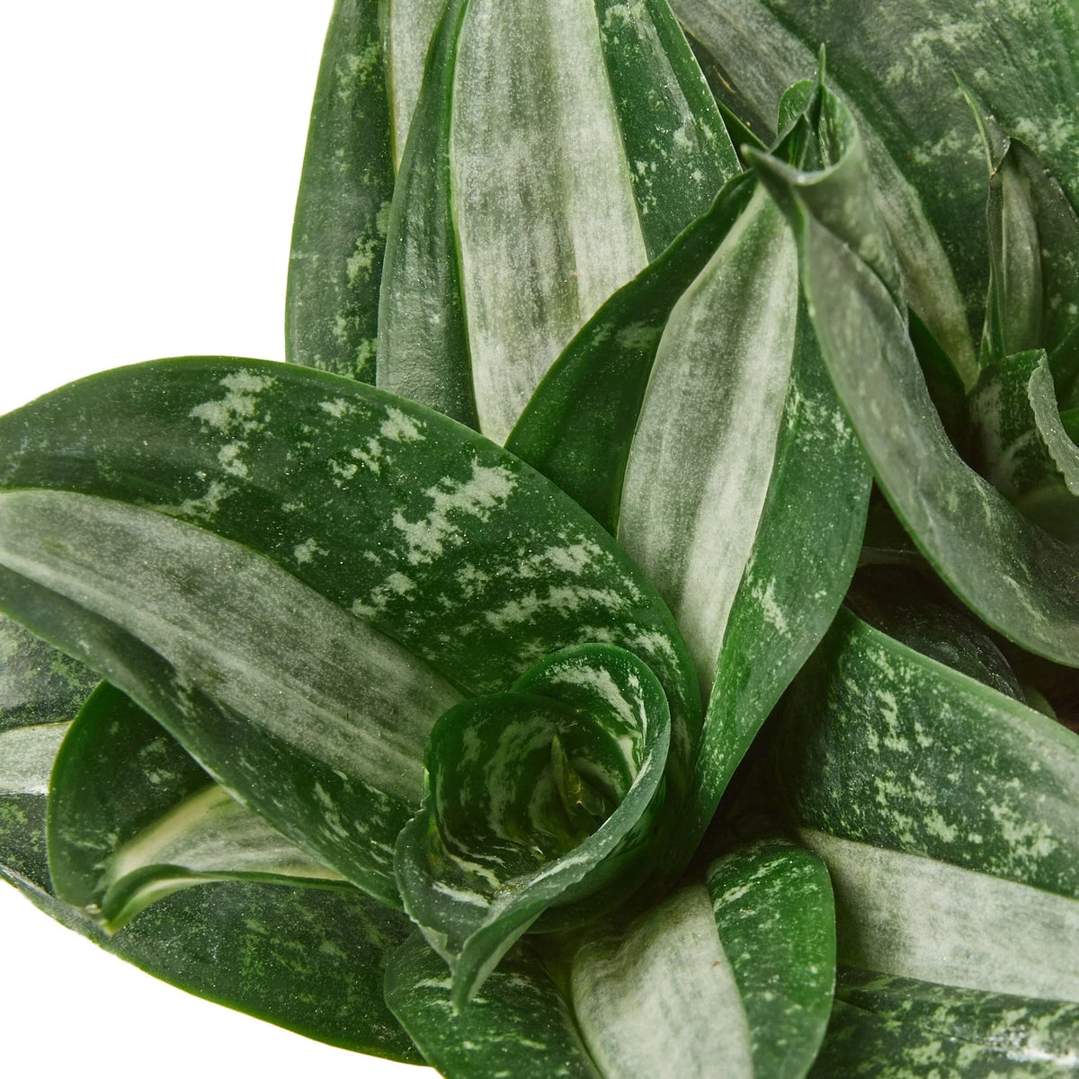 Snake Plant Silver Streak – view 2