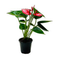 Anthurium 'Livium'