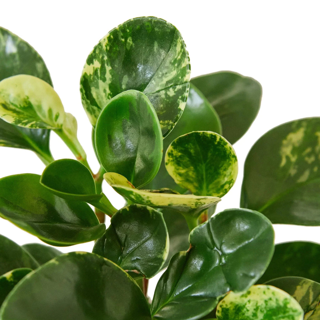 Peperomia 'Marble' – view 2