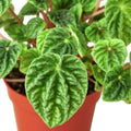 Peperomia 'Ripple' Live Plant – 6" Nursery Pot