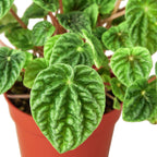 Peperomia 'Ripple' Live Plant – 6" Nursery Pot