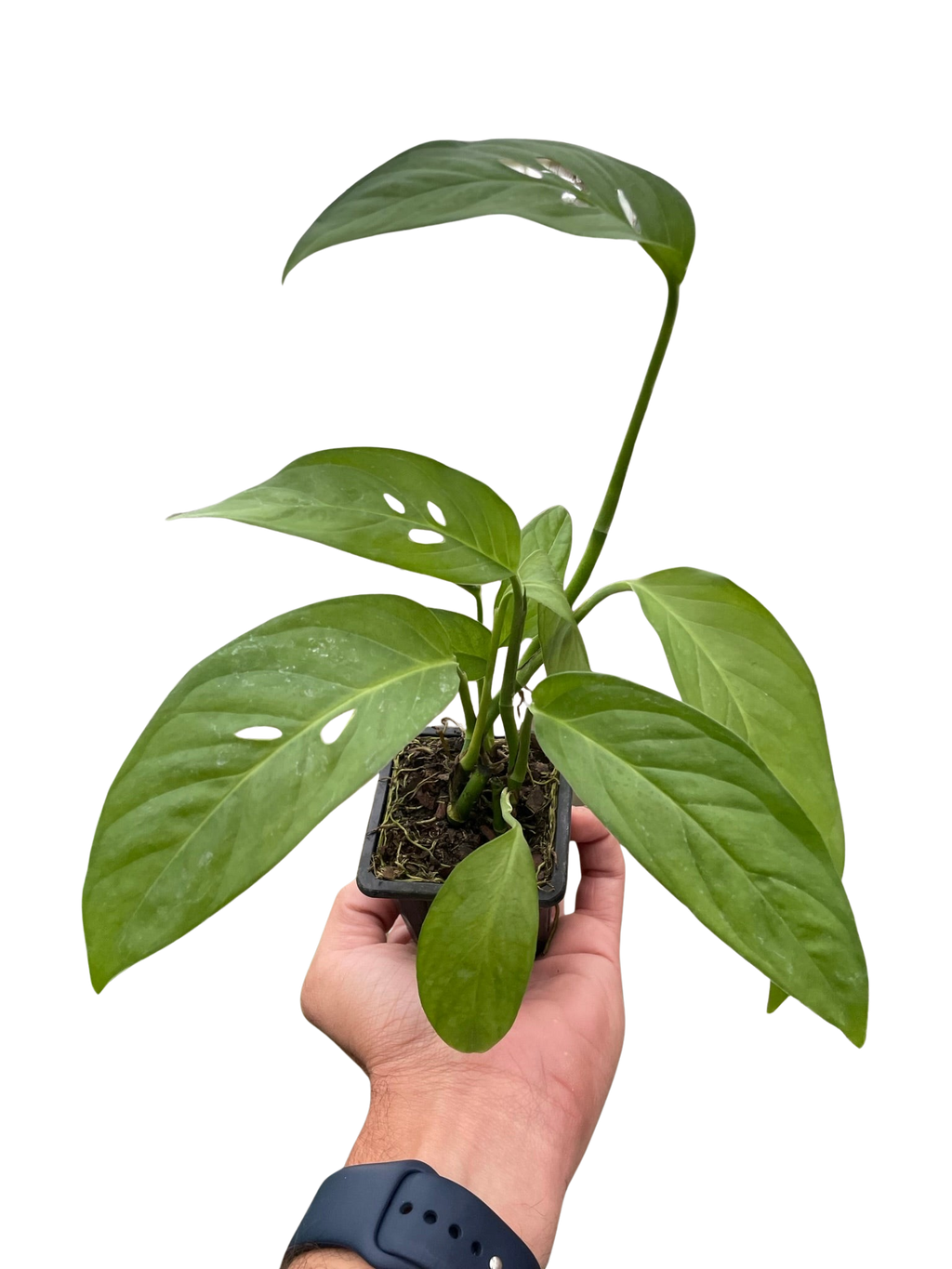 Monstera Adansonii 'Swiss Cheese' – view 8