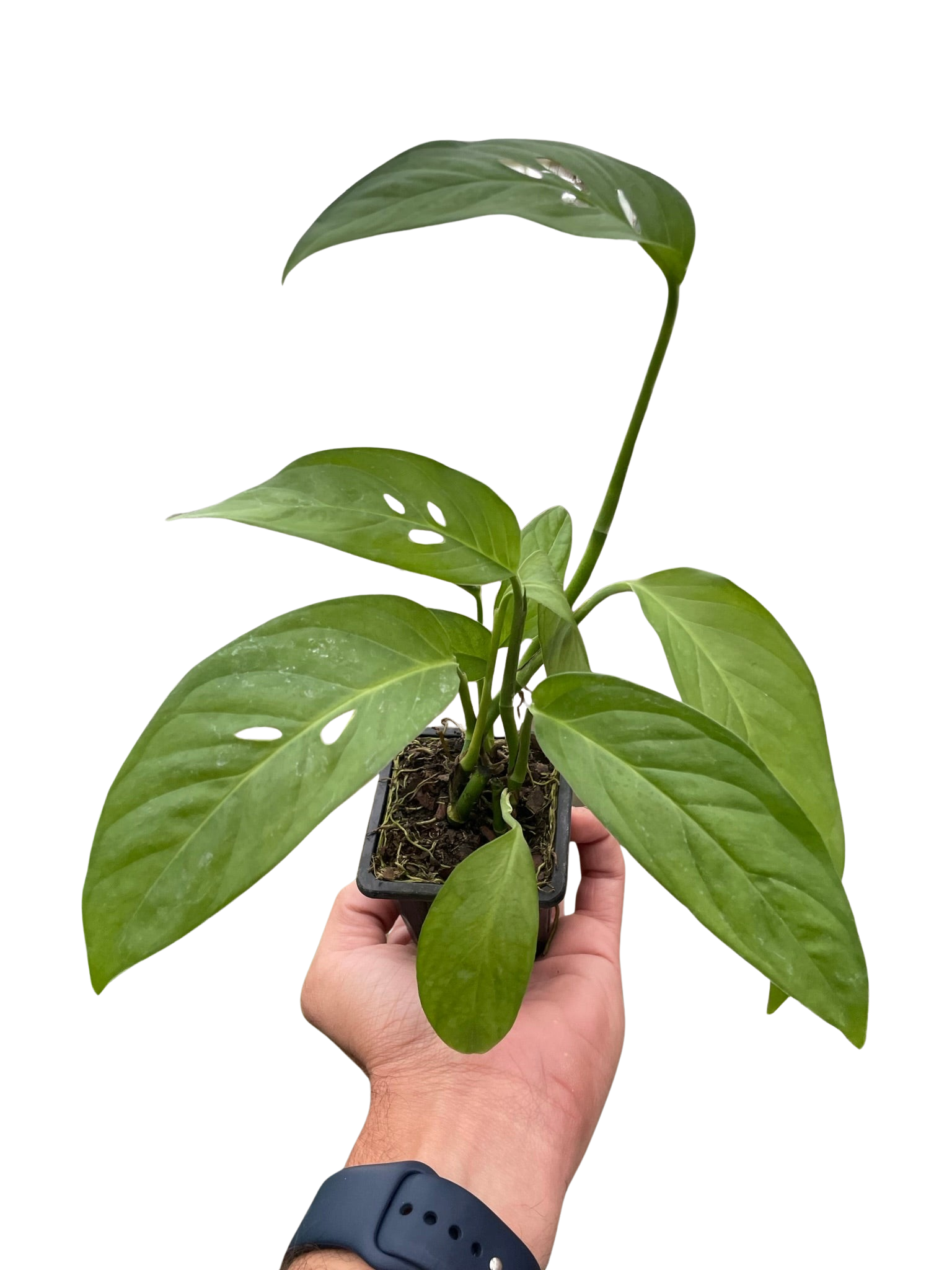 Monstera Adansonii 'Swiss Cheese' – view 8