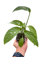 Monstera Adansonii 'Swiss Cheese' – view 8