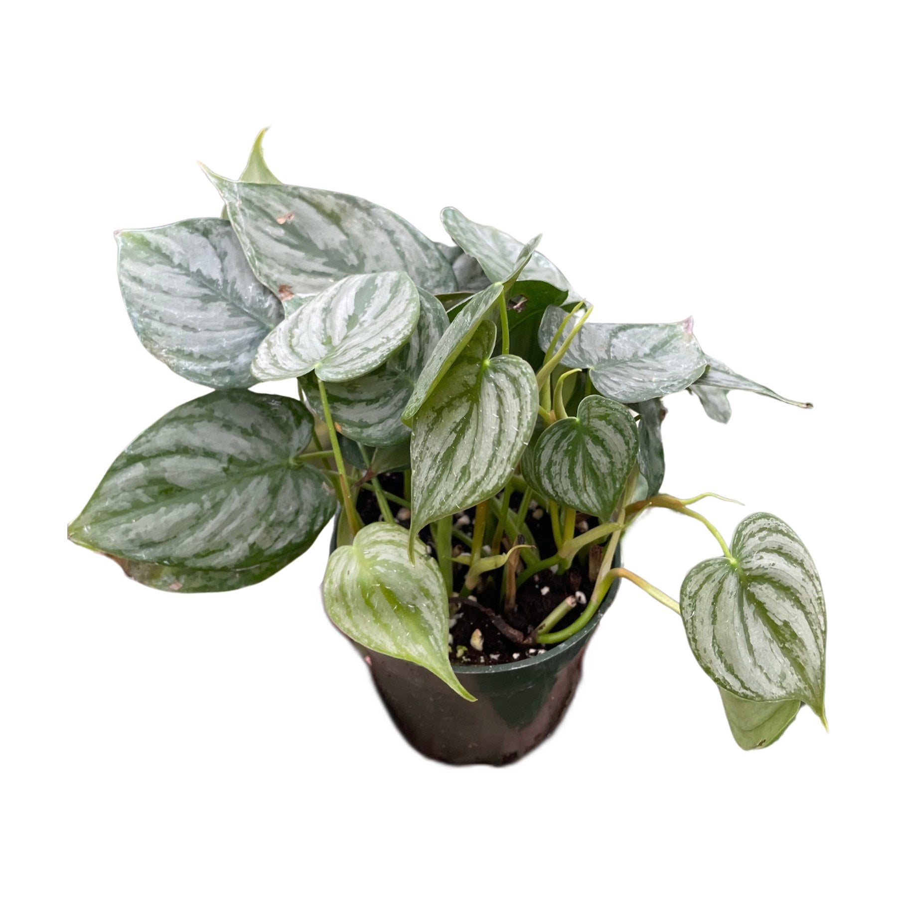Philodendron 'Brandi'