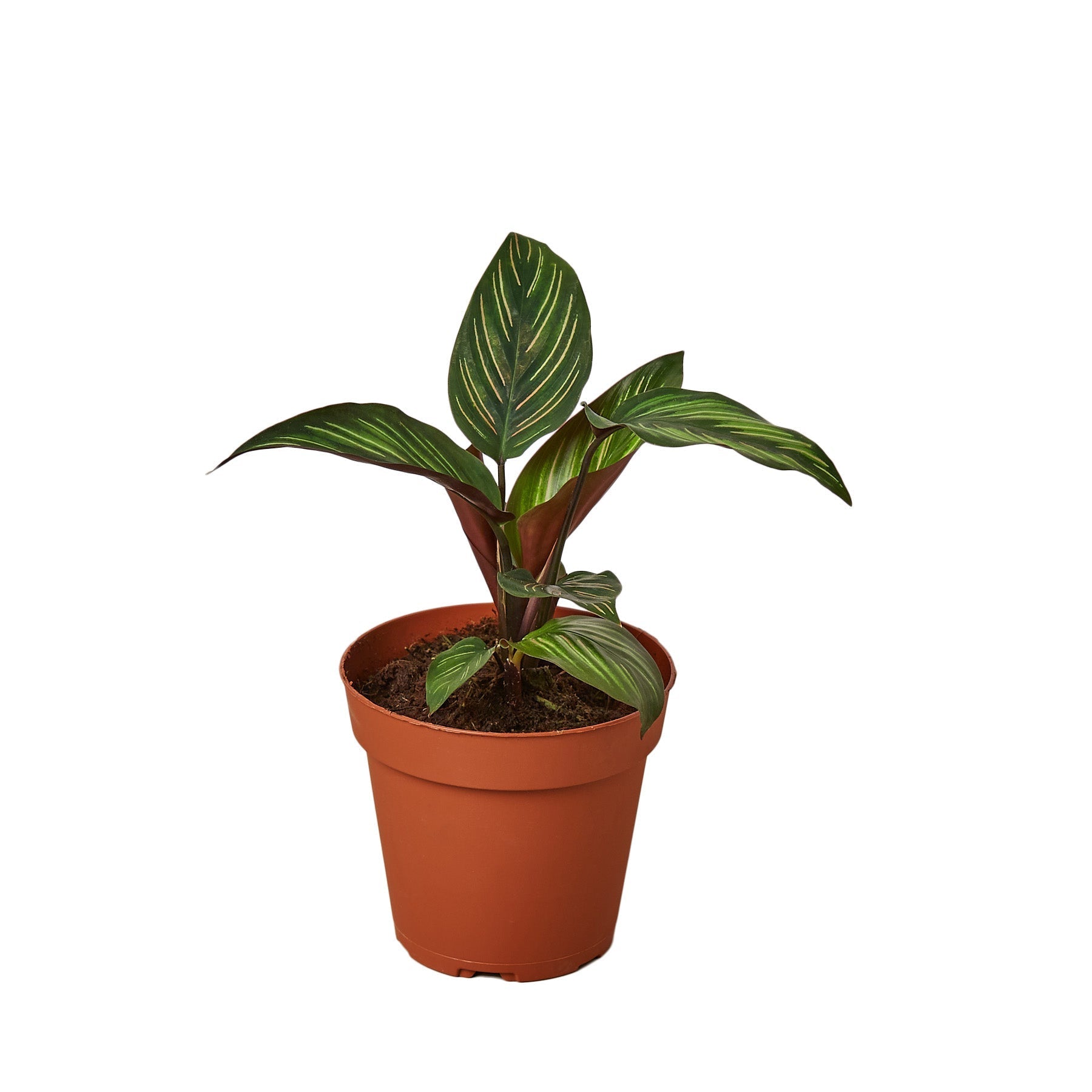 Calathea 'Beauty Star' Live Plant – 4" Nursery Pot