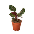 Calathea Roseopicta 'Medallion' Live Plant – 6" Nursery Pot