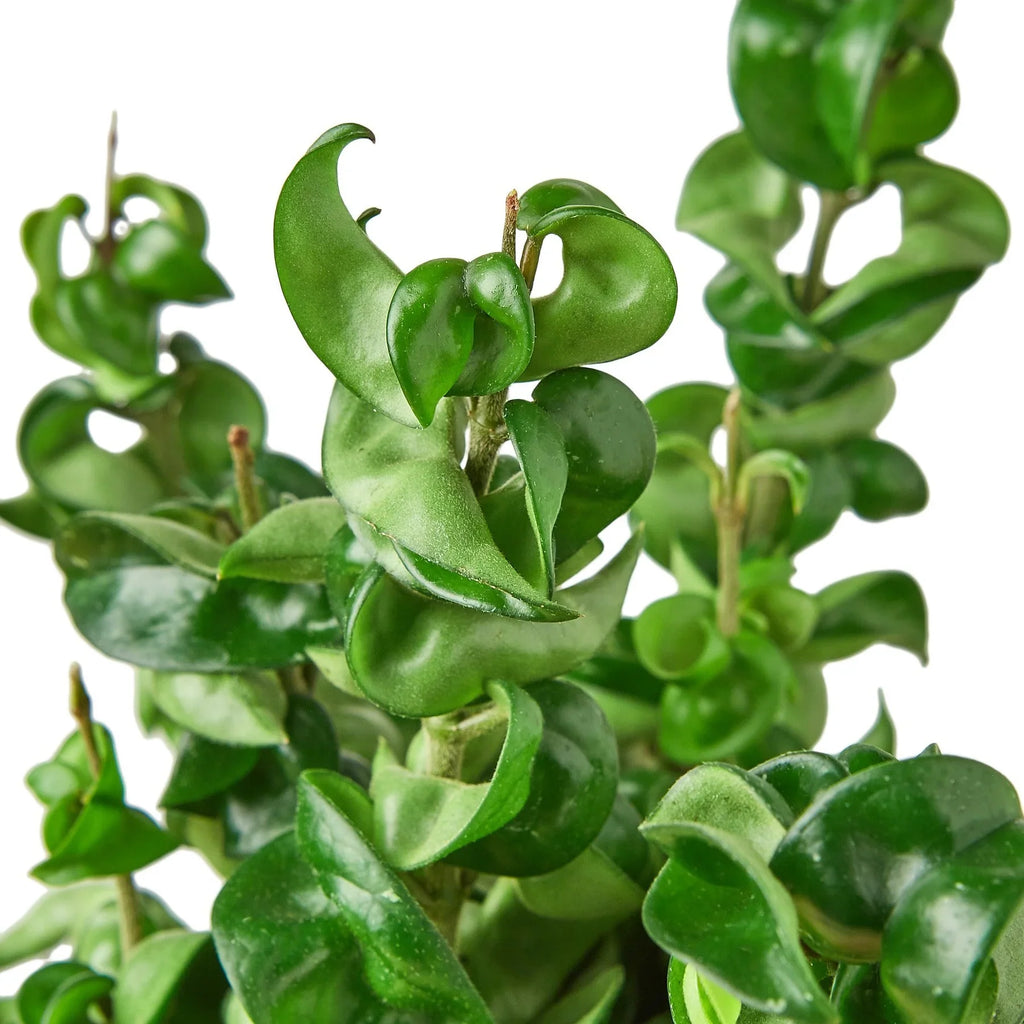 Hoya Rope Plant – view 6