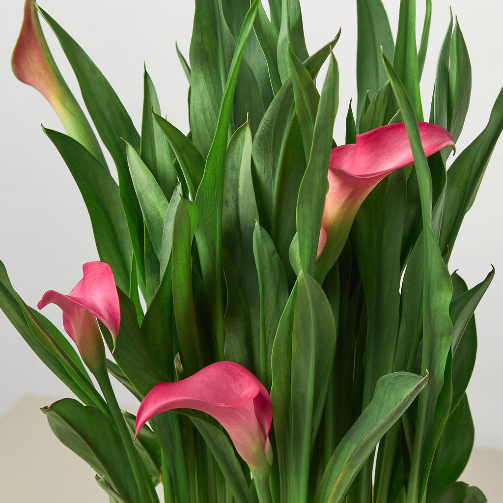Calla Lily – view 2
