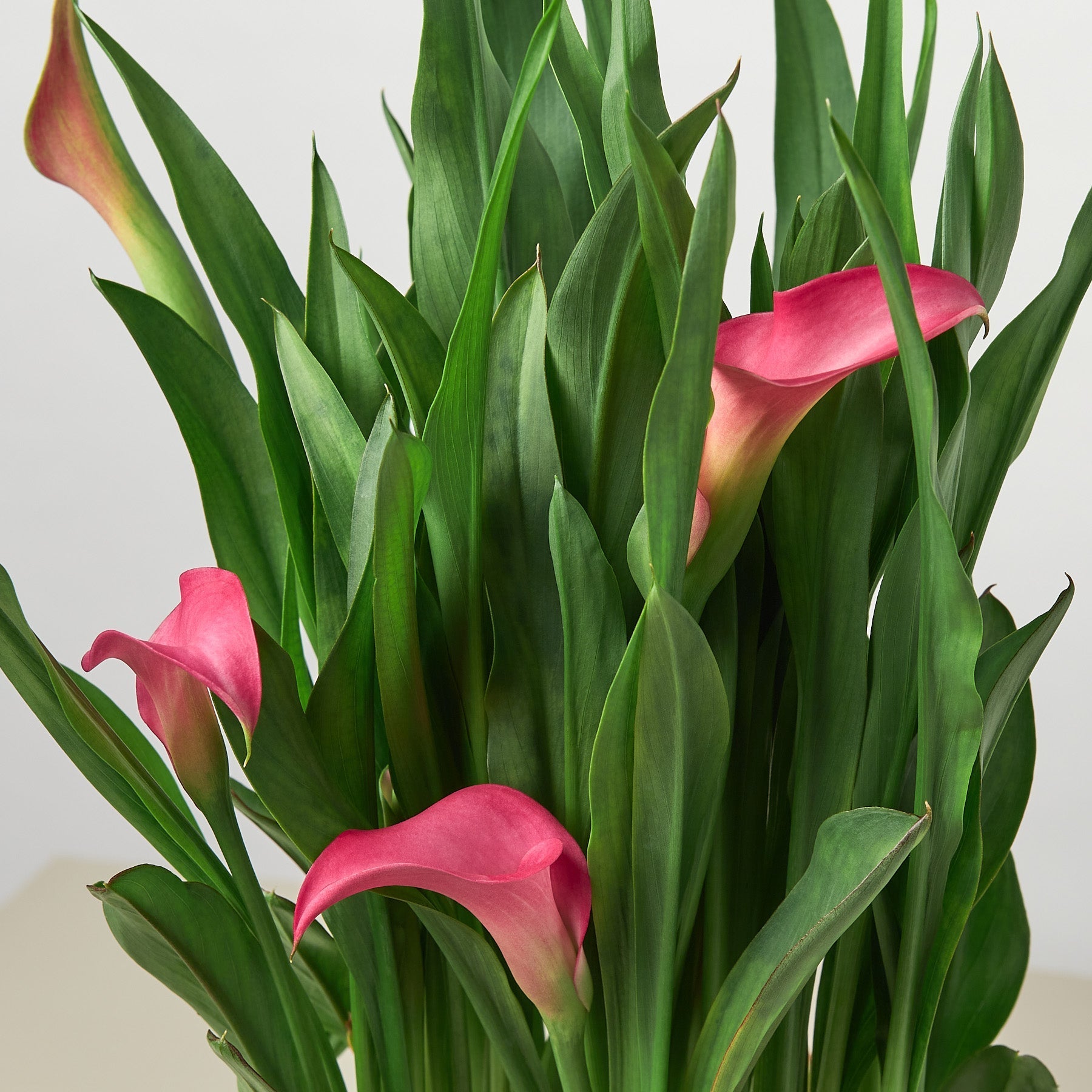 Calla Lily – view 2