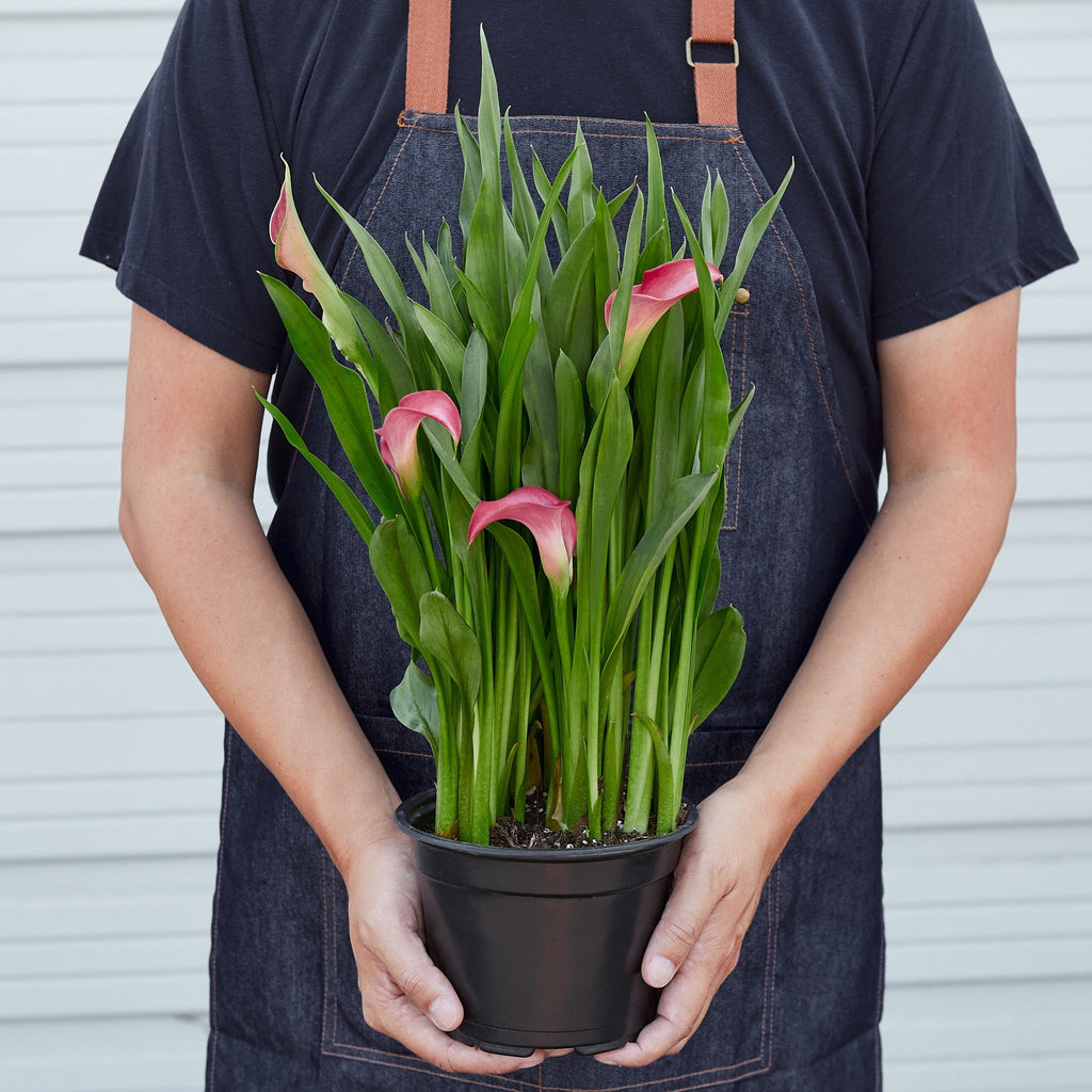 Calla Lily – view 3
