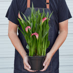 Calla Lily – view 3