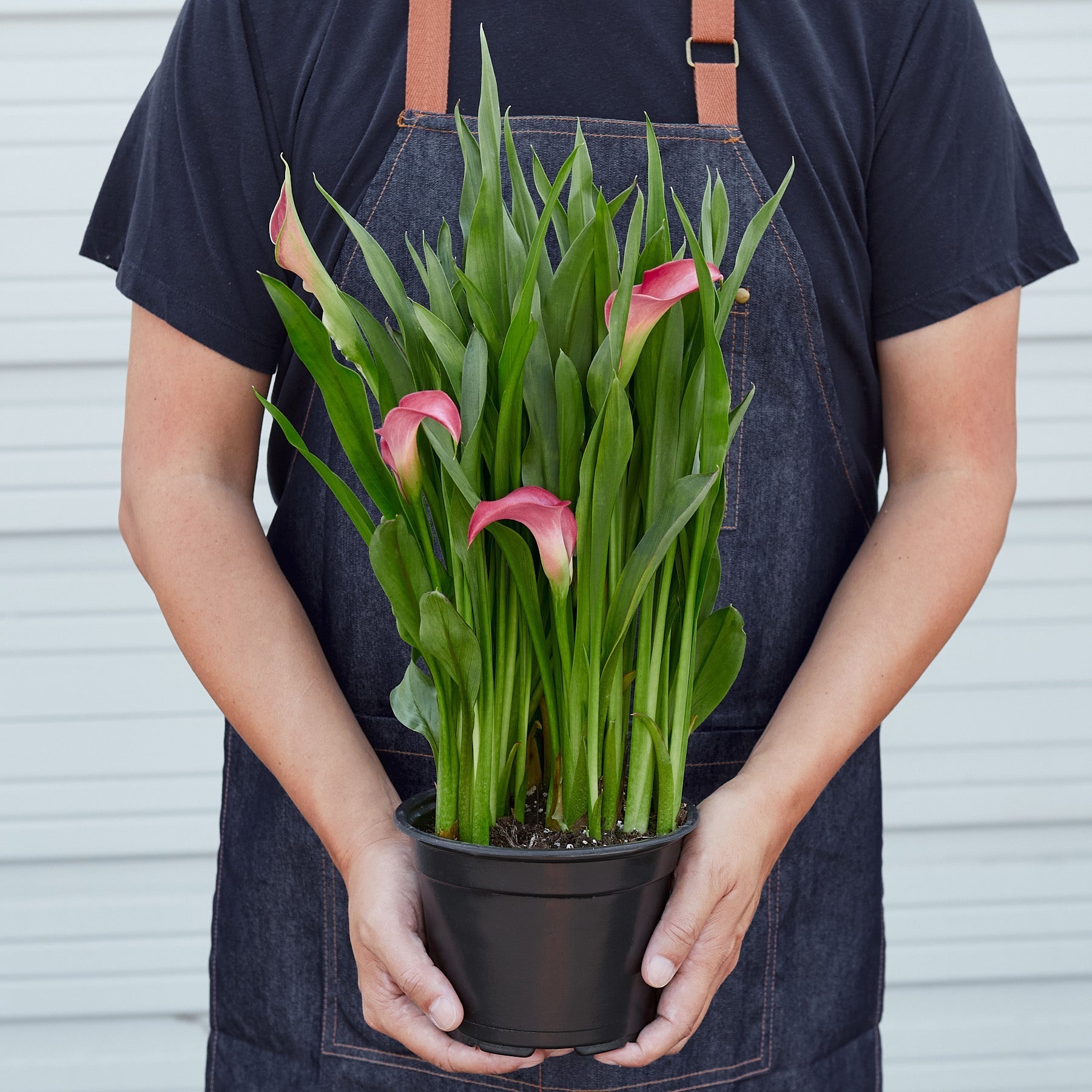 Calla Lily – view 3