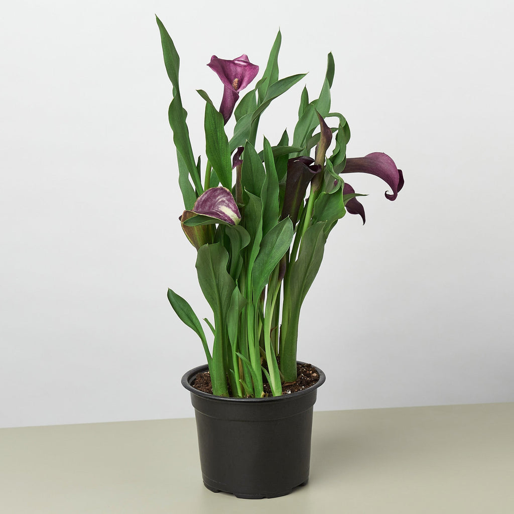 Calla Lily – view 4