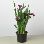 Calla Lily – view 4