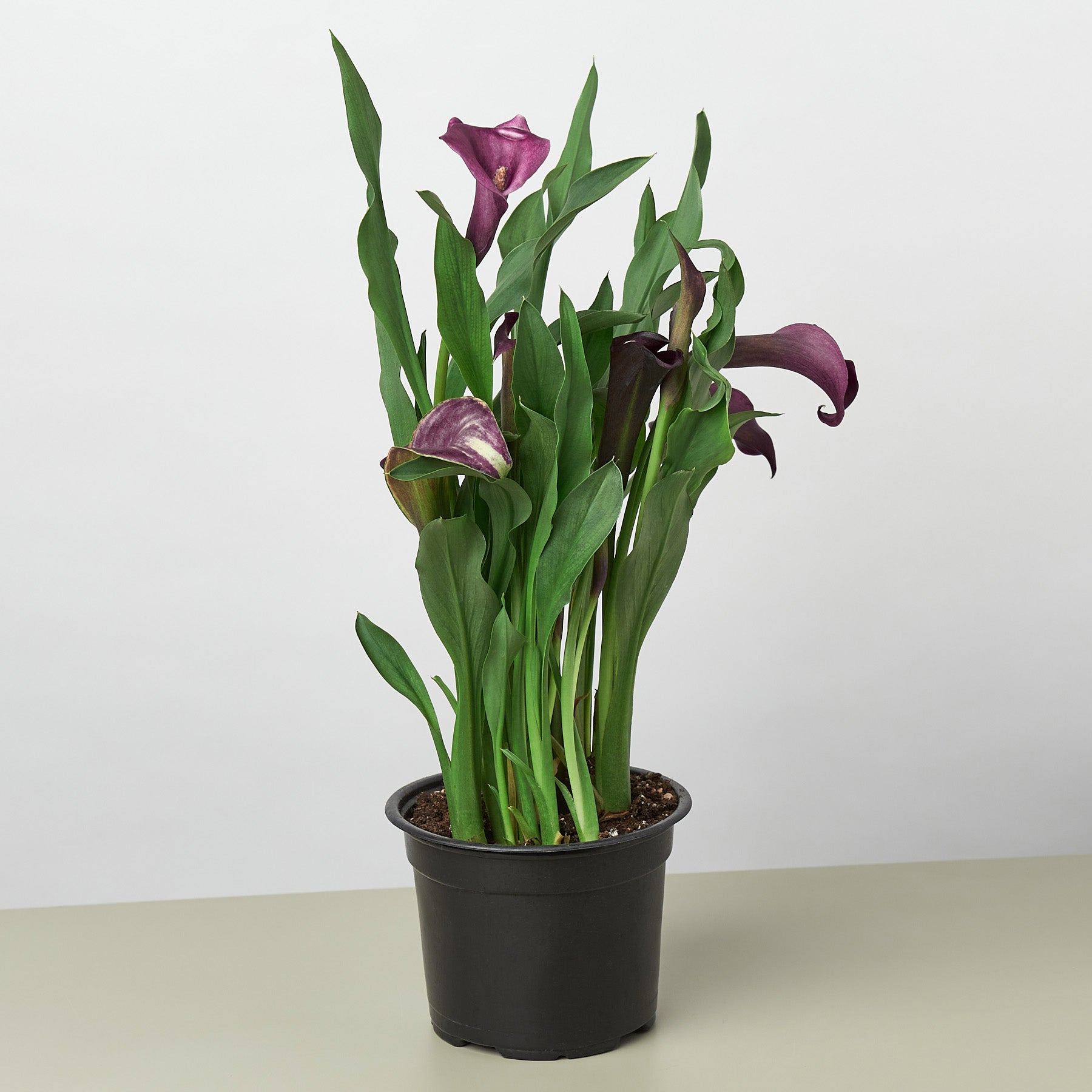 Calla Lily – view 4