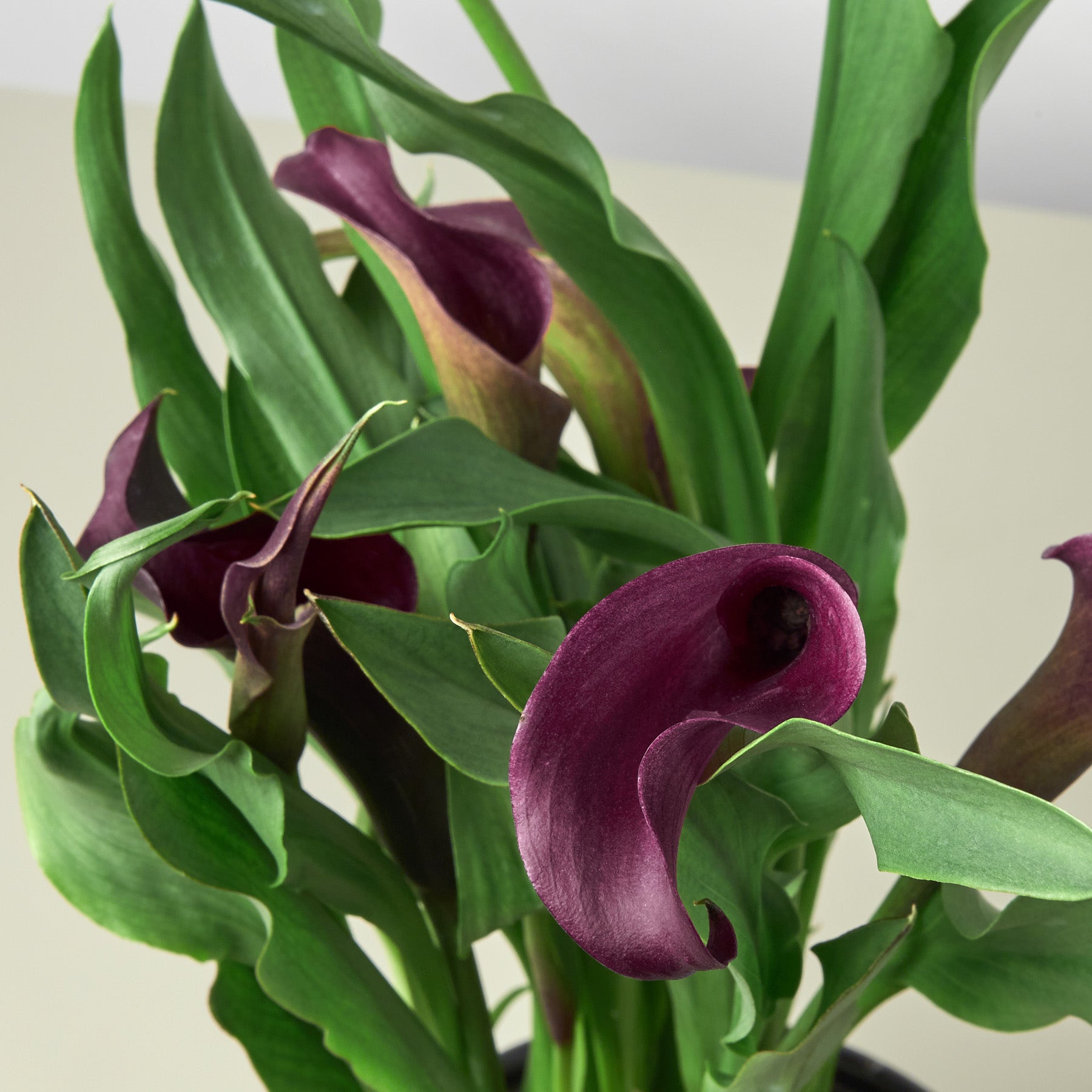 Calla Lily – view 5