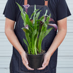 Calla Lily – view 6