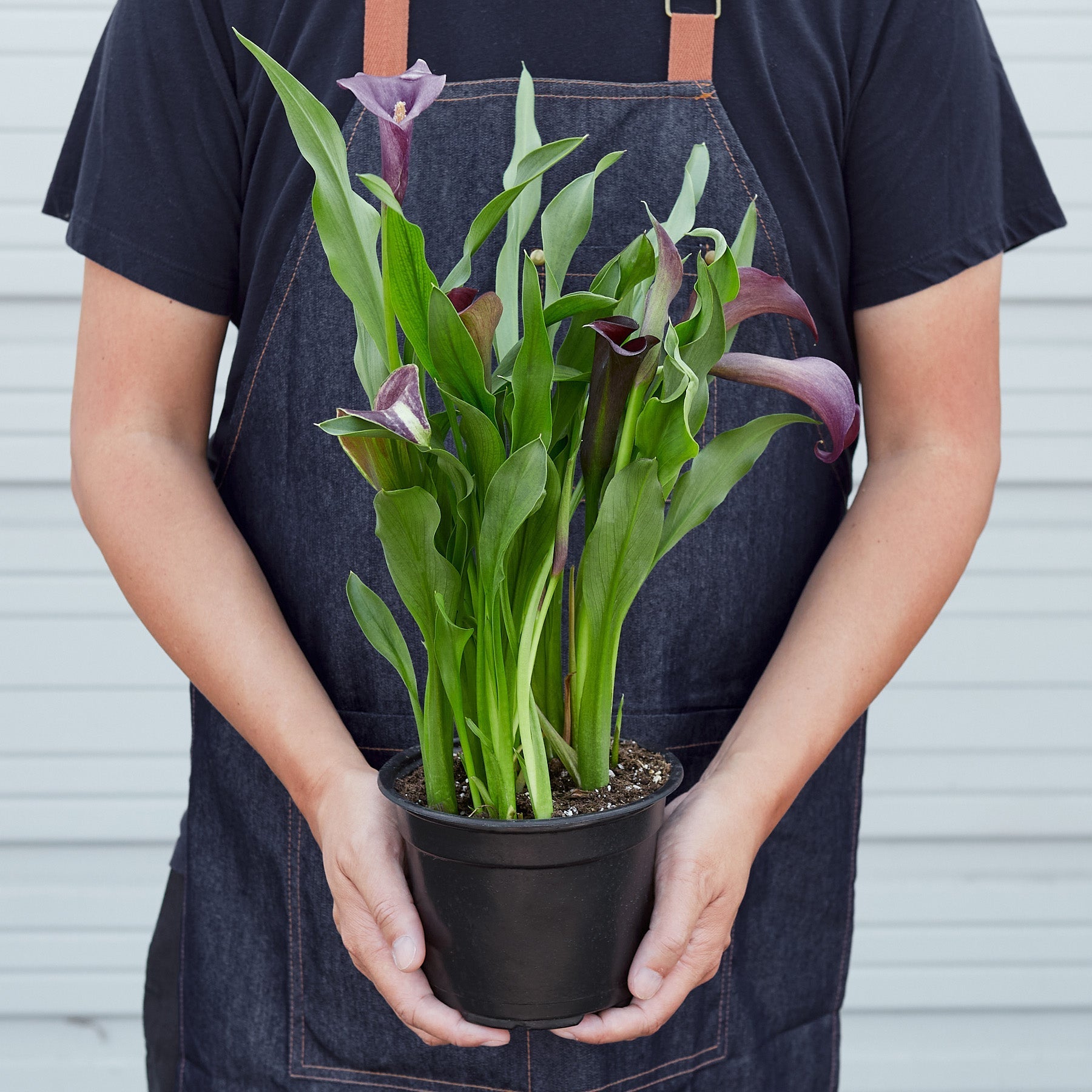 Calla Lily – view 6