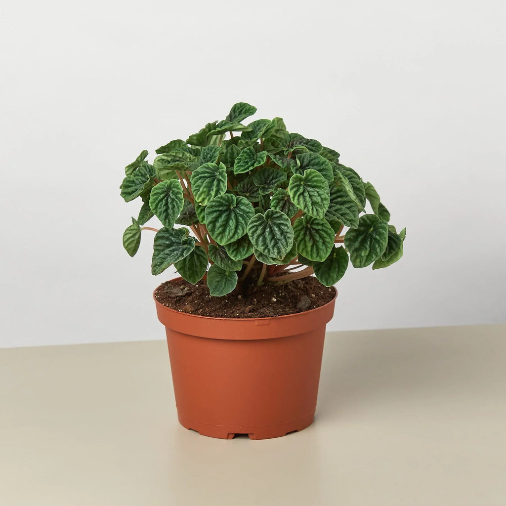 Peperomia 'Ripple' – view 4