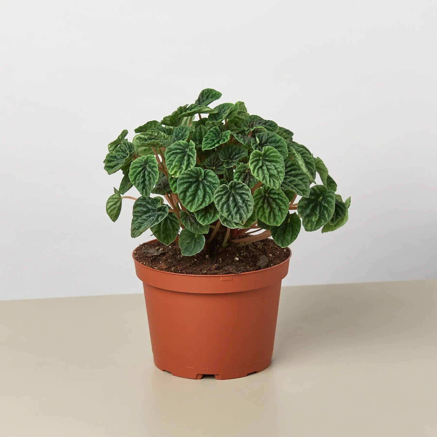 Peperomia 'Ripple' – view 4