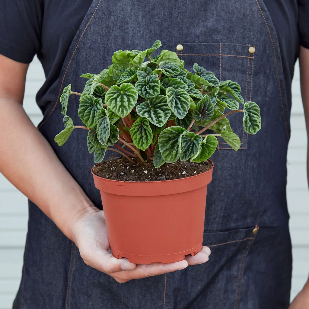 Peperomia 'Ripple' – view 5