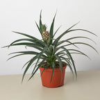 Bromeliad 'Yellow Pineapple' Live Plant